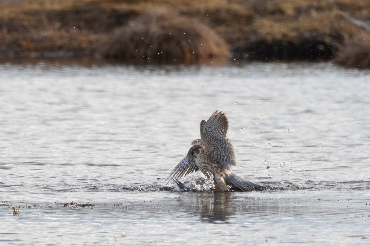 Merlin (Eurasian) - ML646454958