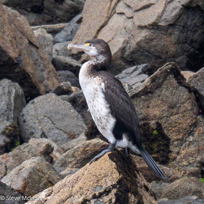 Pied Cormorant - ML646454959