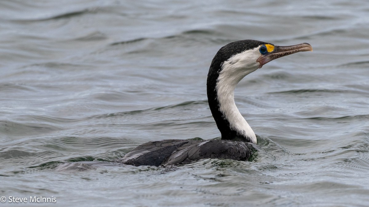 Pied Cormorant - ML646454960