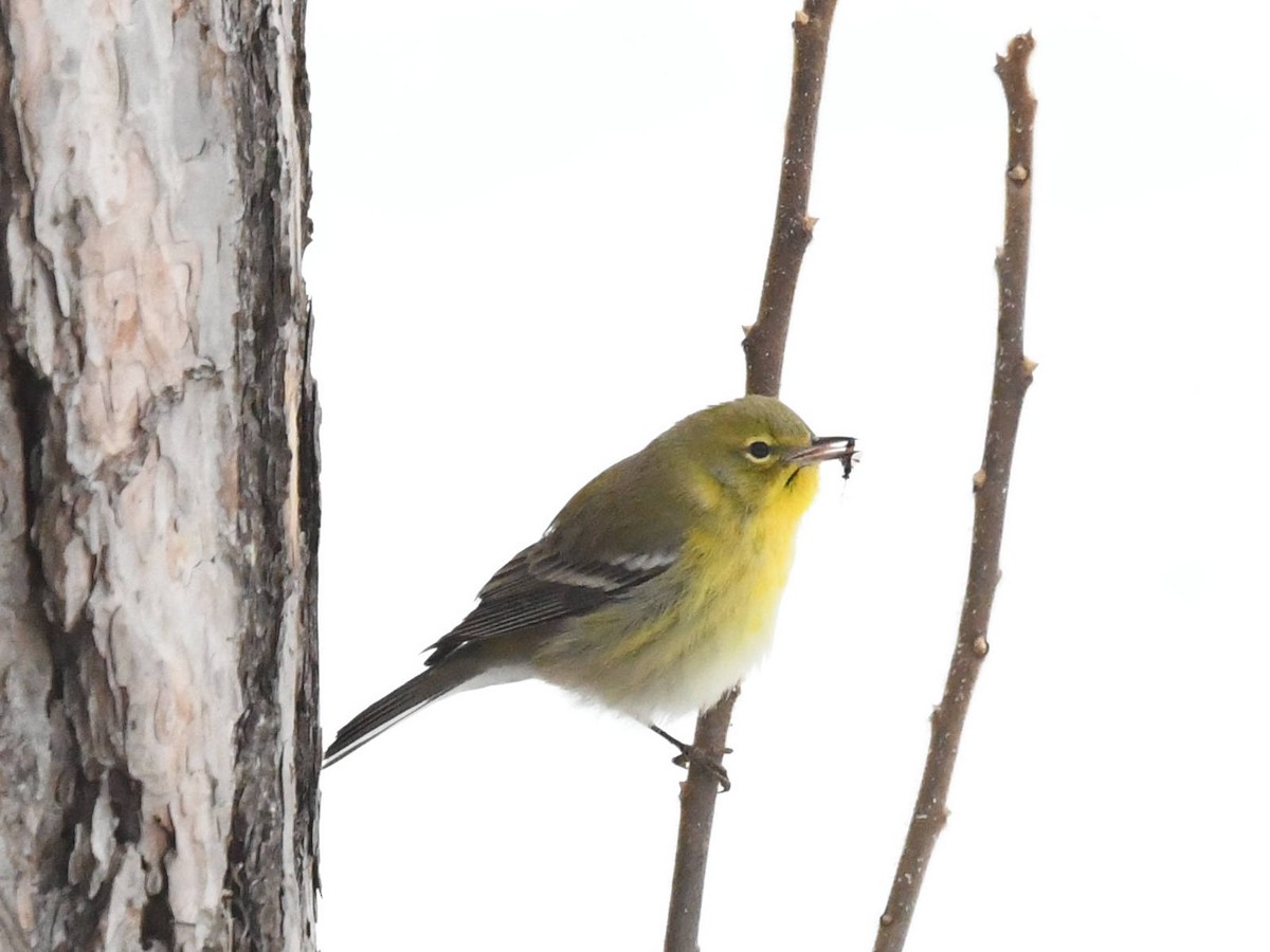 Pine Warbler - ML646454962