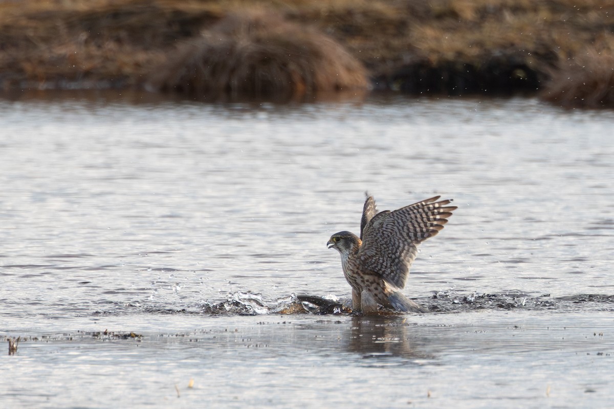 Merlin (Eurasian) - ML646454963