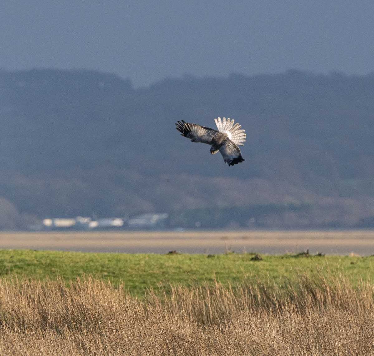 Hen Harrier - ML646454964