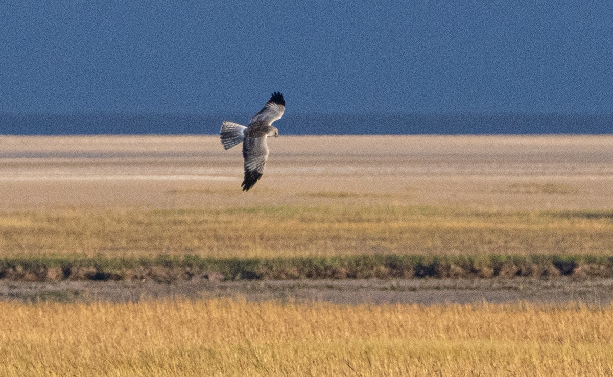 Hen Harrier - ML646454965