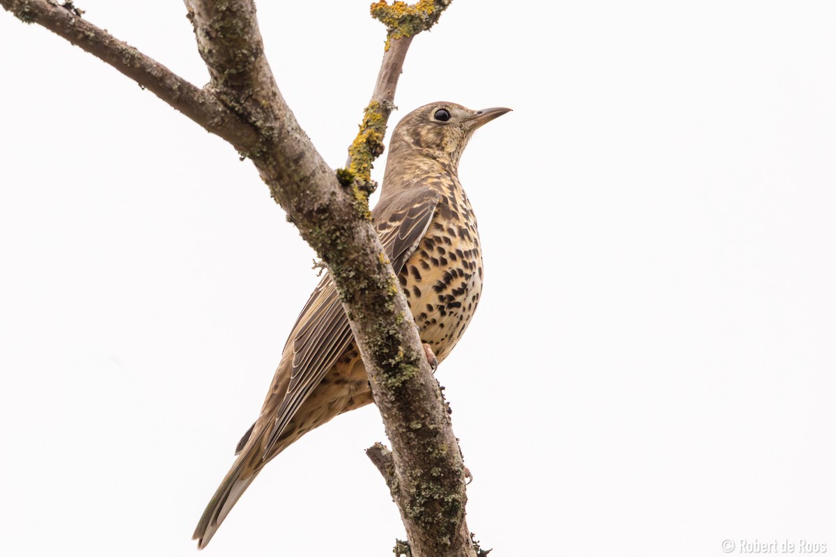 Mistle Thrush - ML646454967