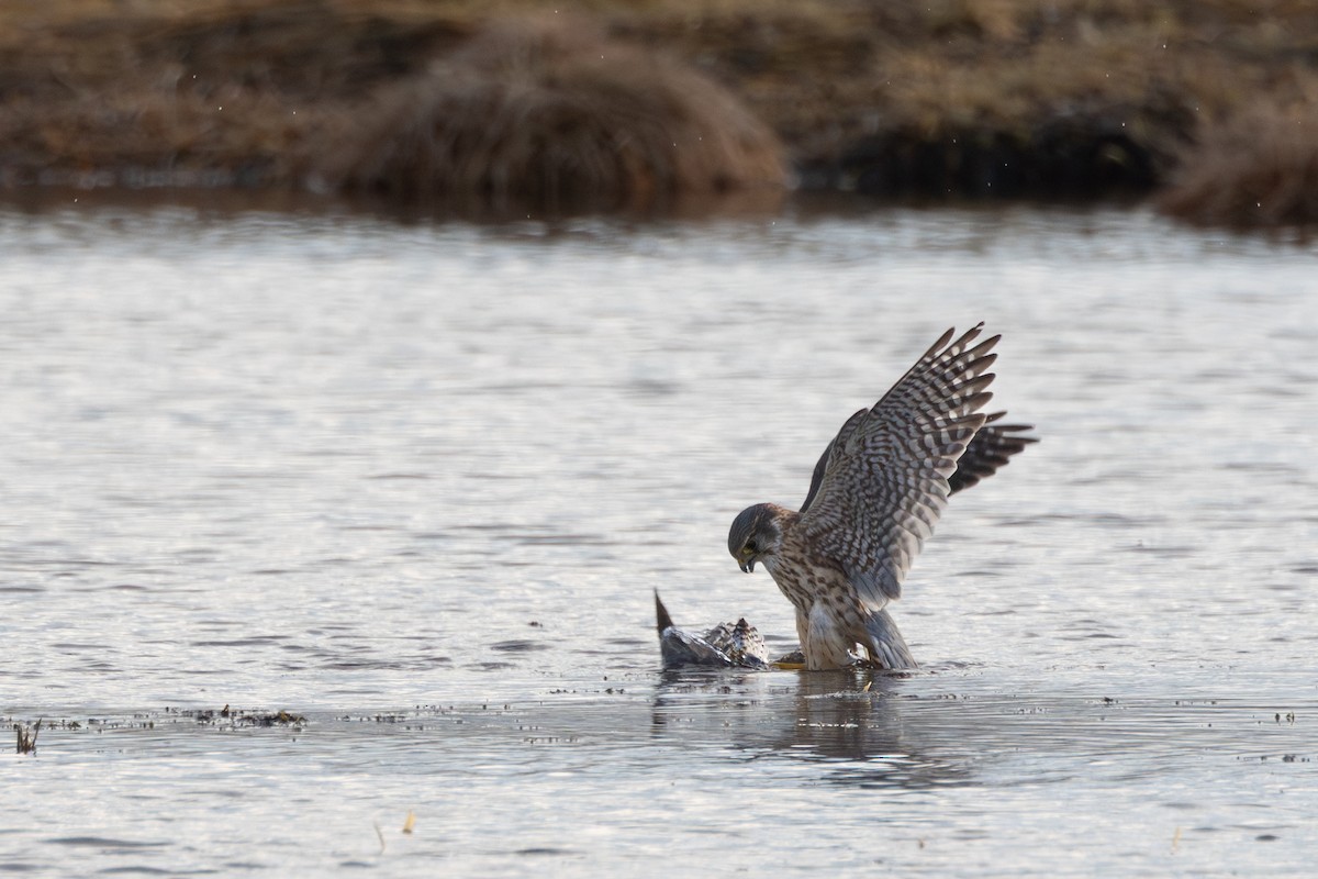 Merlin (Eurasian) - ML646454968