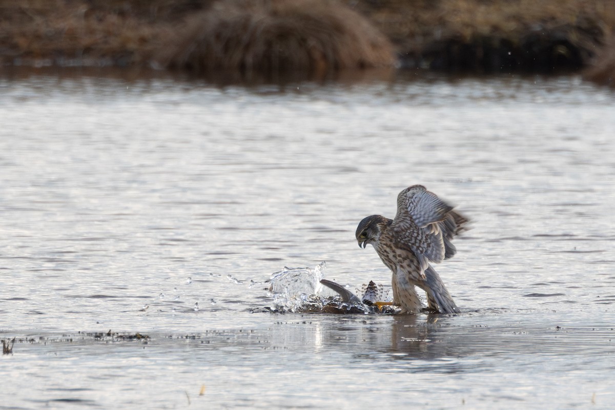 Merlin (Eurasian) - ML646454970