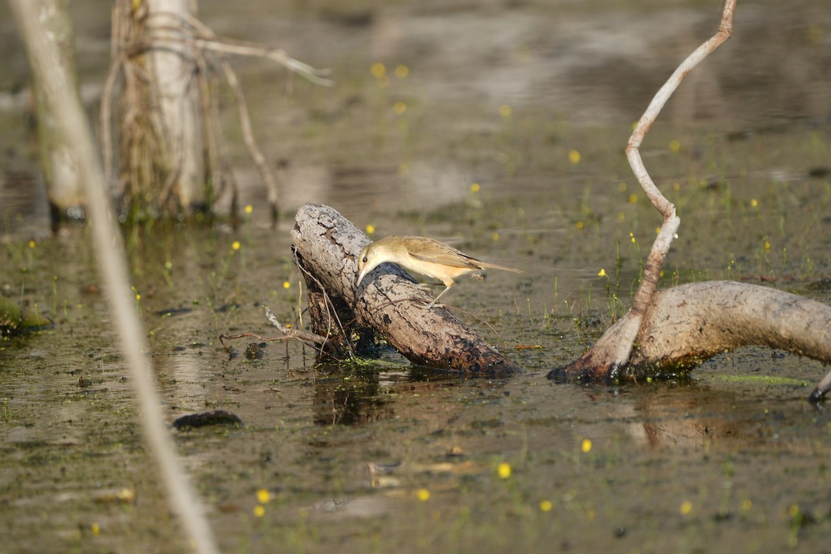 Oriental Reed Warbler - ML646454971