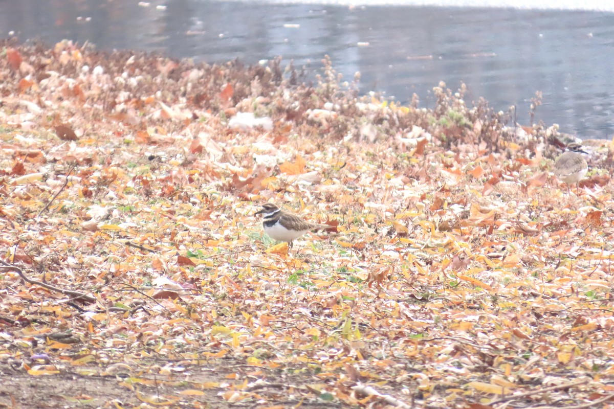 Killdeer - ML646454972
