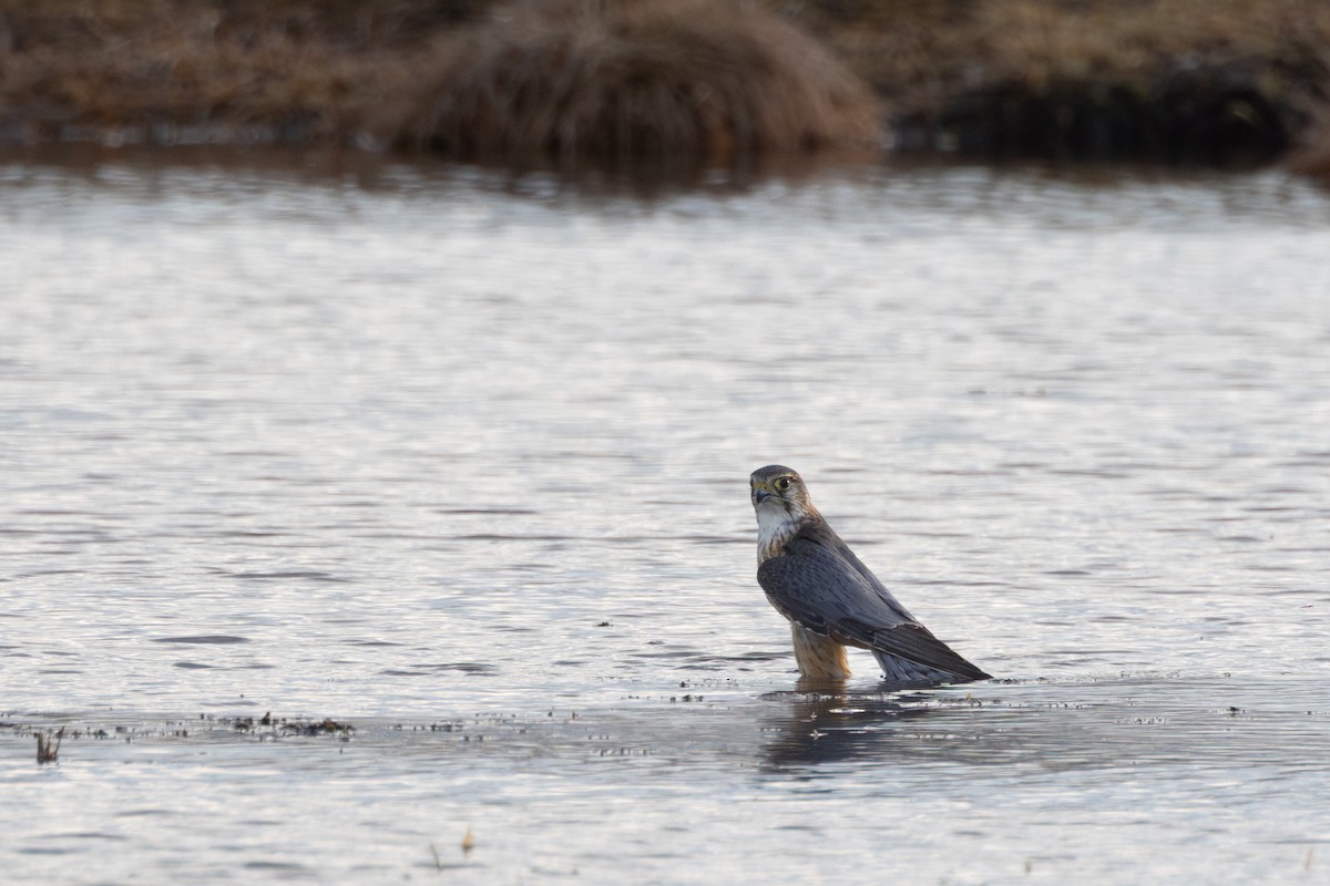 Merlin (Eurasian) - ML646454973