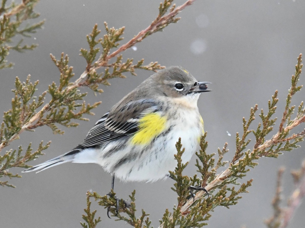 Yellow-rumped Warbler - ML646454974