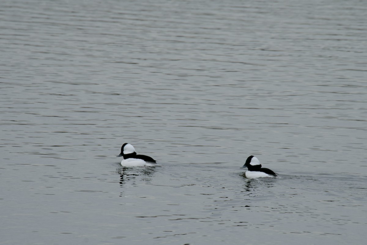 Bufflehead - ML646454975