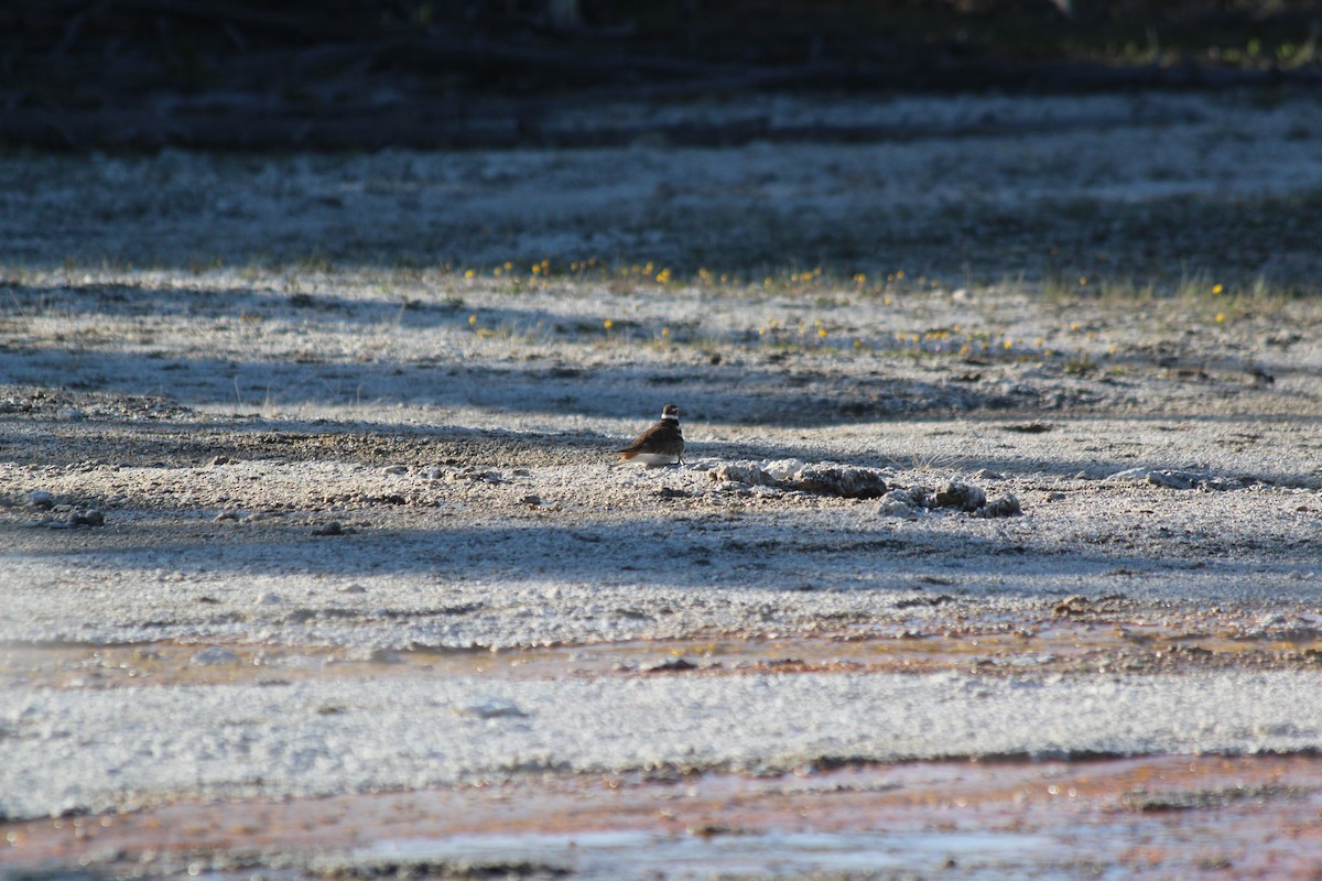 Killdeer - ML646454976