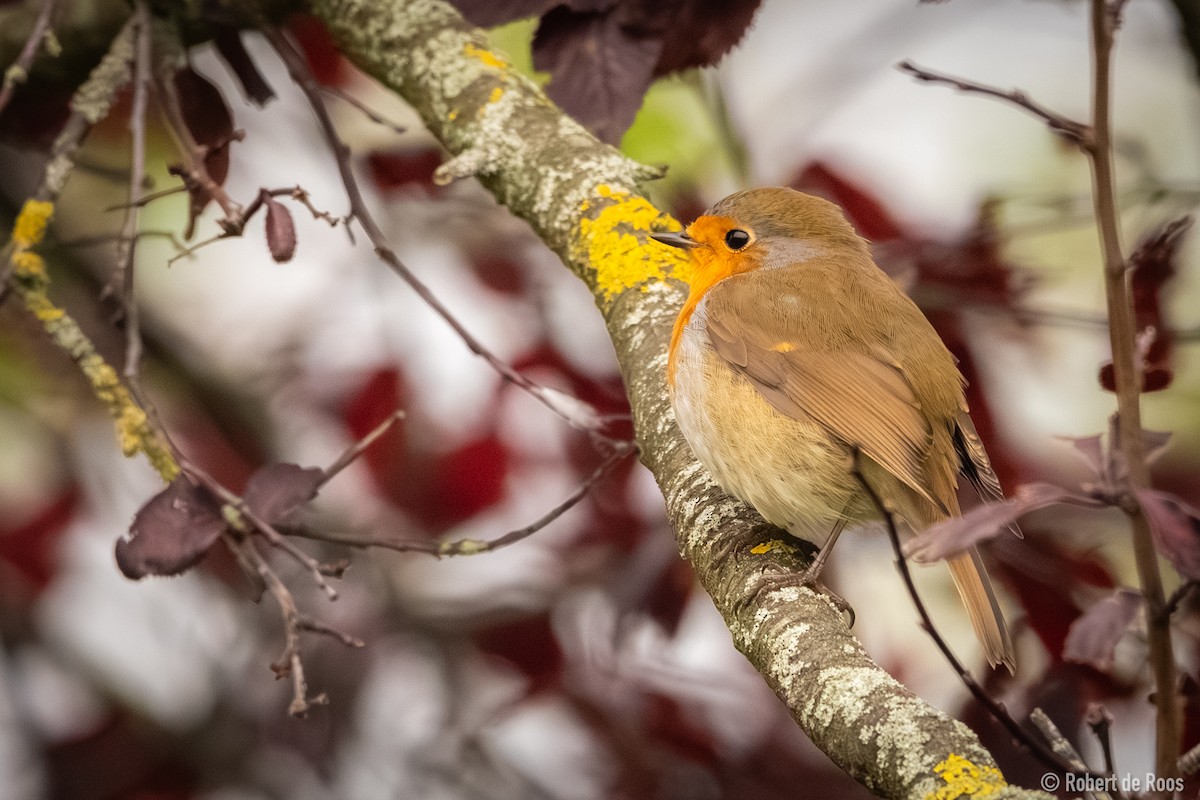 European Robin - ML646454978