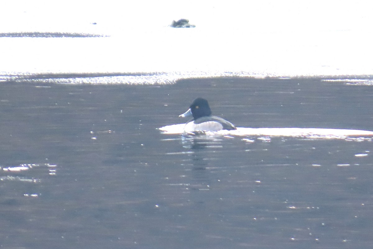 Ring-necked Duck - ML646454979