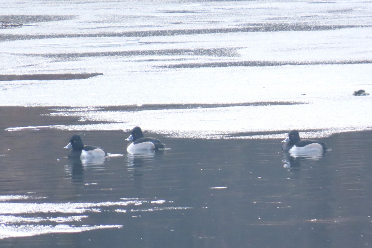 Ring-necked Duck - ML646454980
