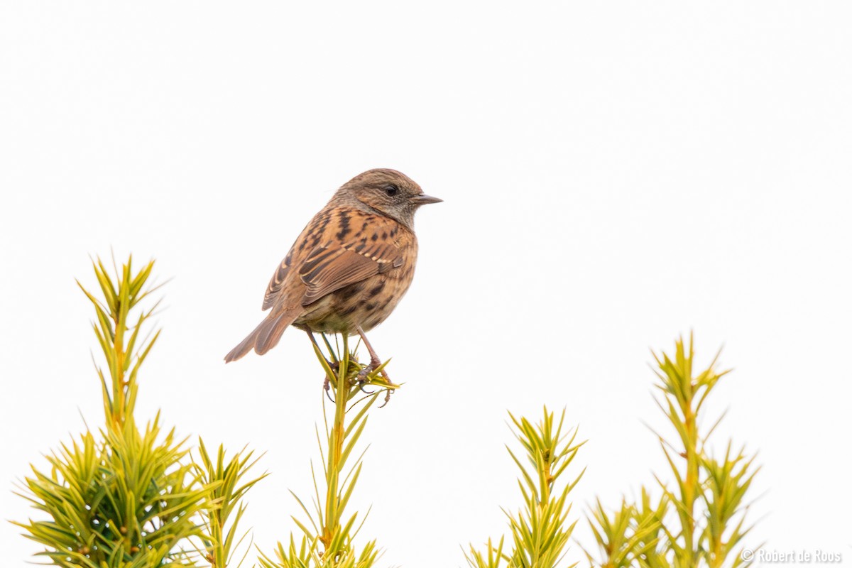 Dunnock - ML646454981