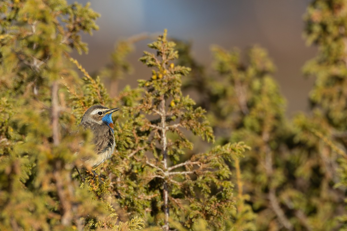 オガワコマドリ（svecica グループ） - ML646454982