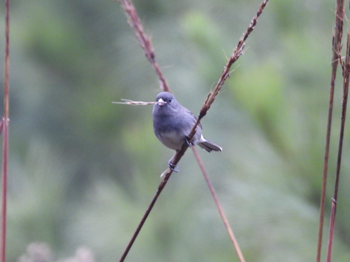 Dark-eyed Junco - ML646454983