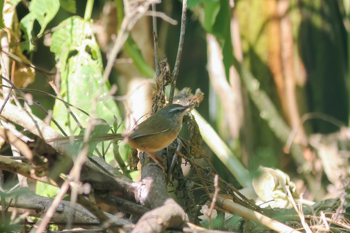 Hill Prinia - ML646454984