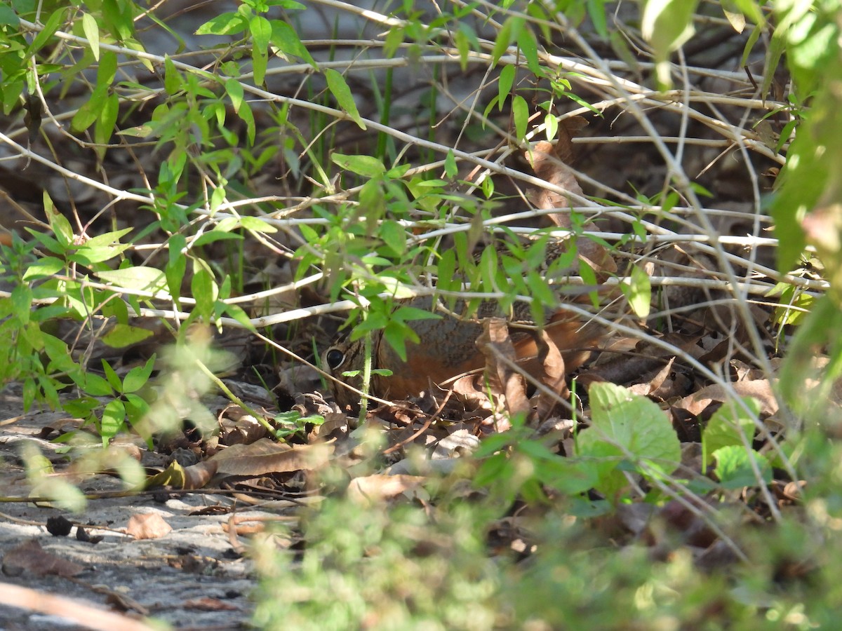 American Woodcock - ML646454985