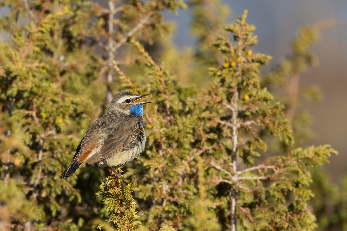 Bluethroat (Red-spotted) - ML646454986