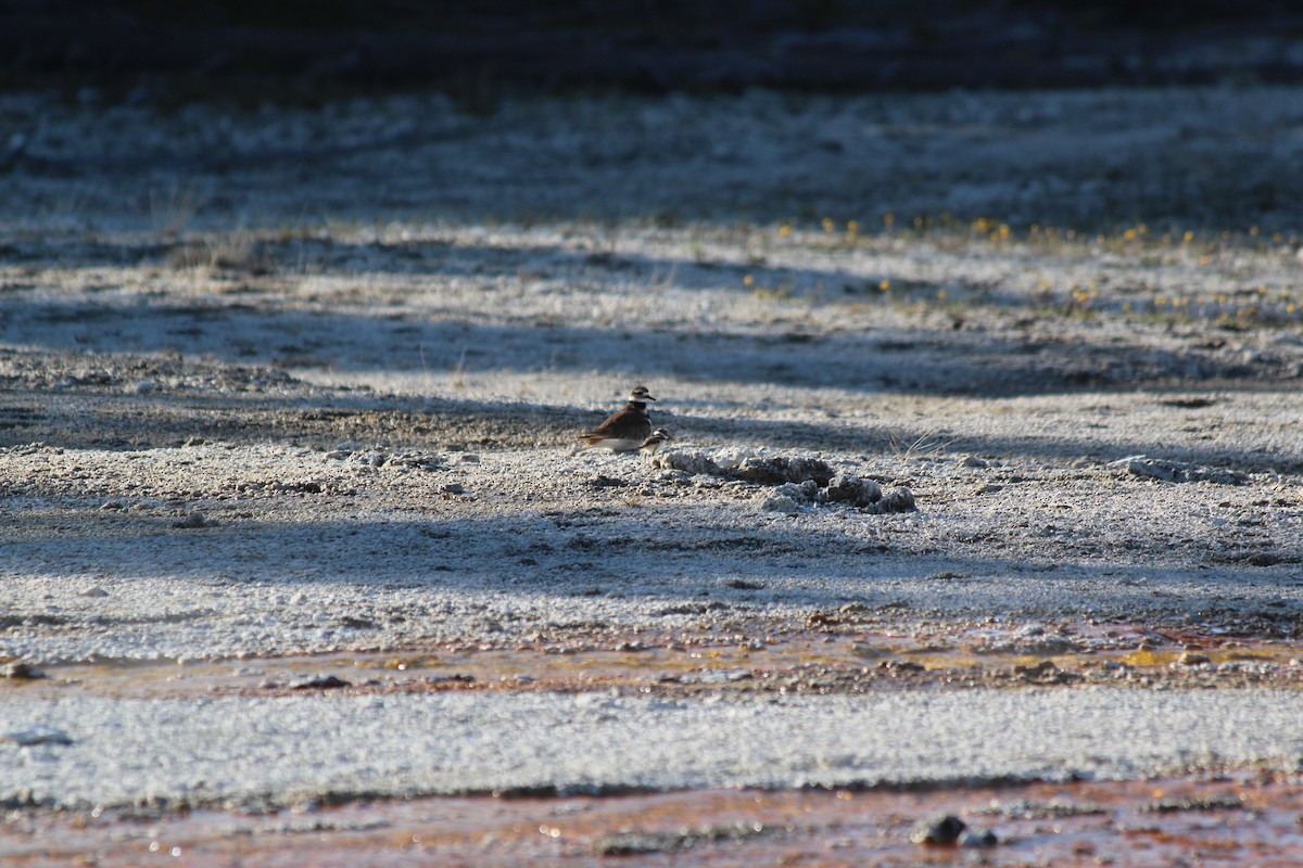 Killdeer - ML646454987