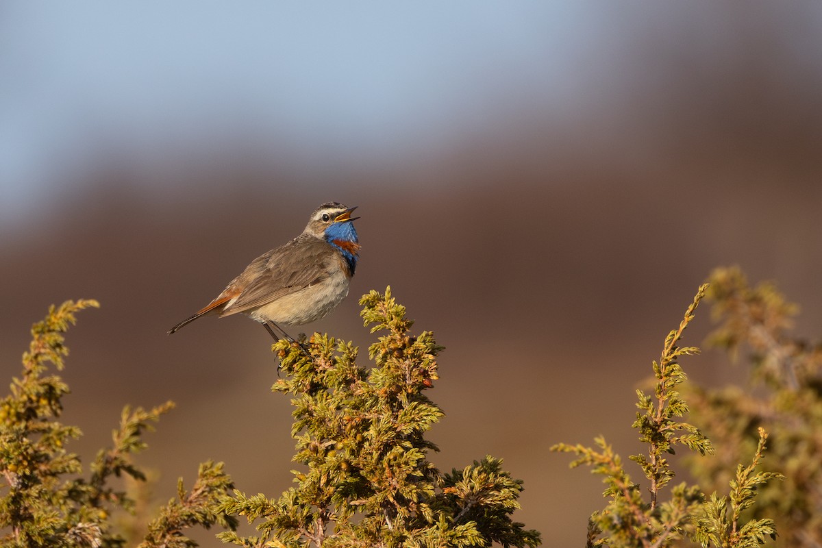 オガワコマドリ（svecica グループ） - ML646454991