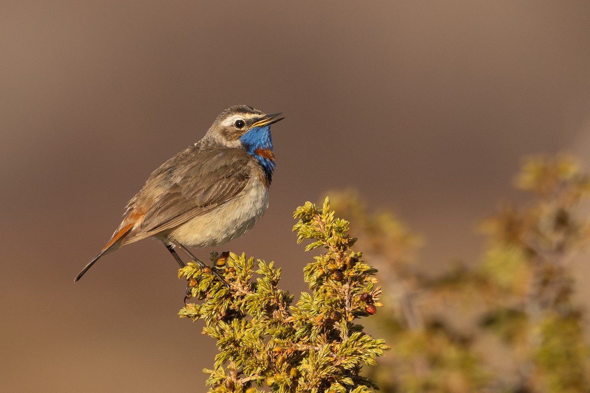 オガワコマドリ（svecica グループ） - ML646454993