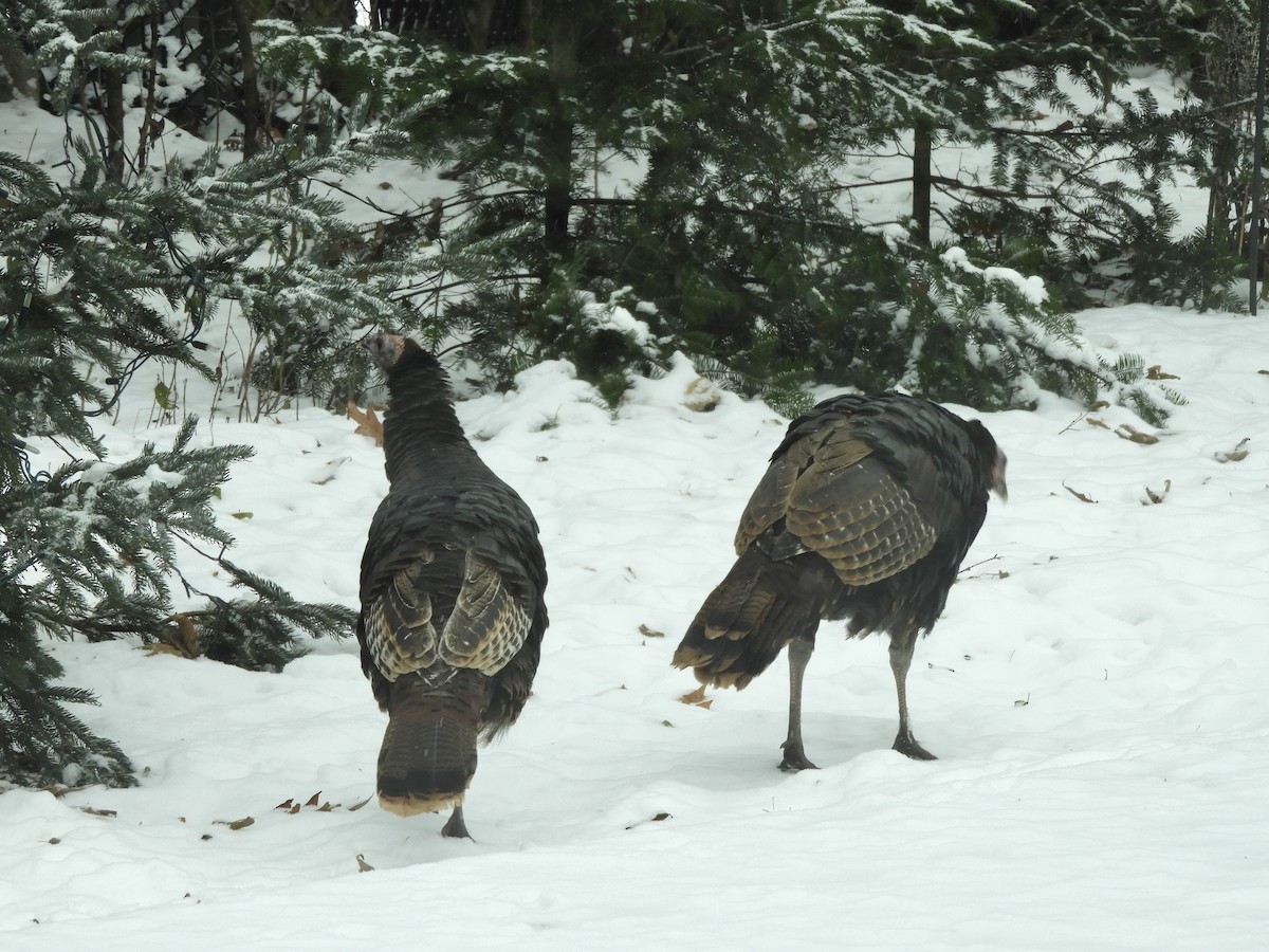 Indioilar arrunta - ML646454994