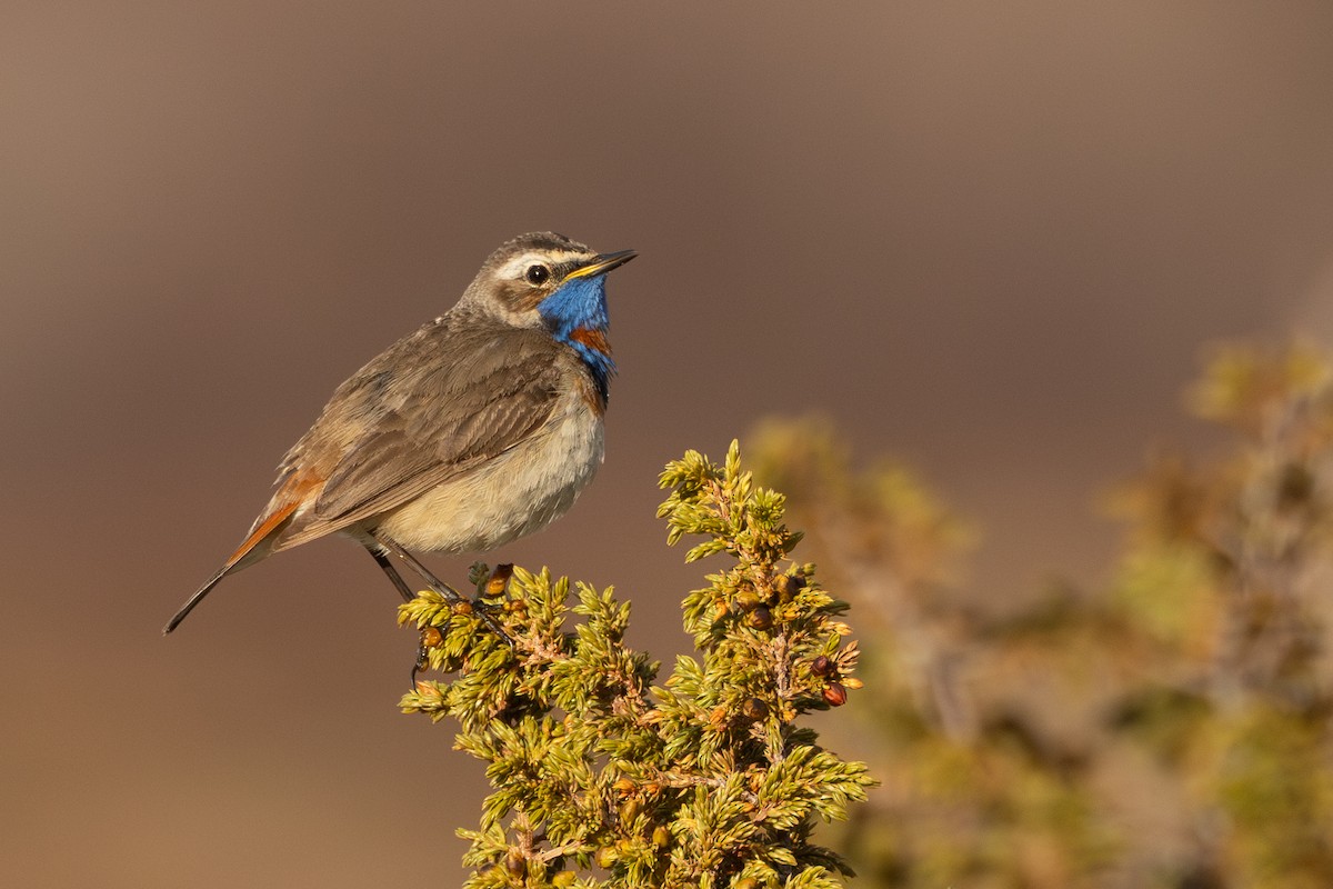 オガワコマドリ（svecica グループ） - ML646454995