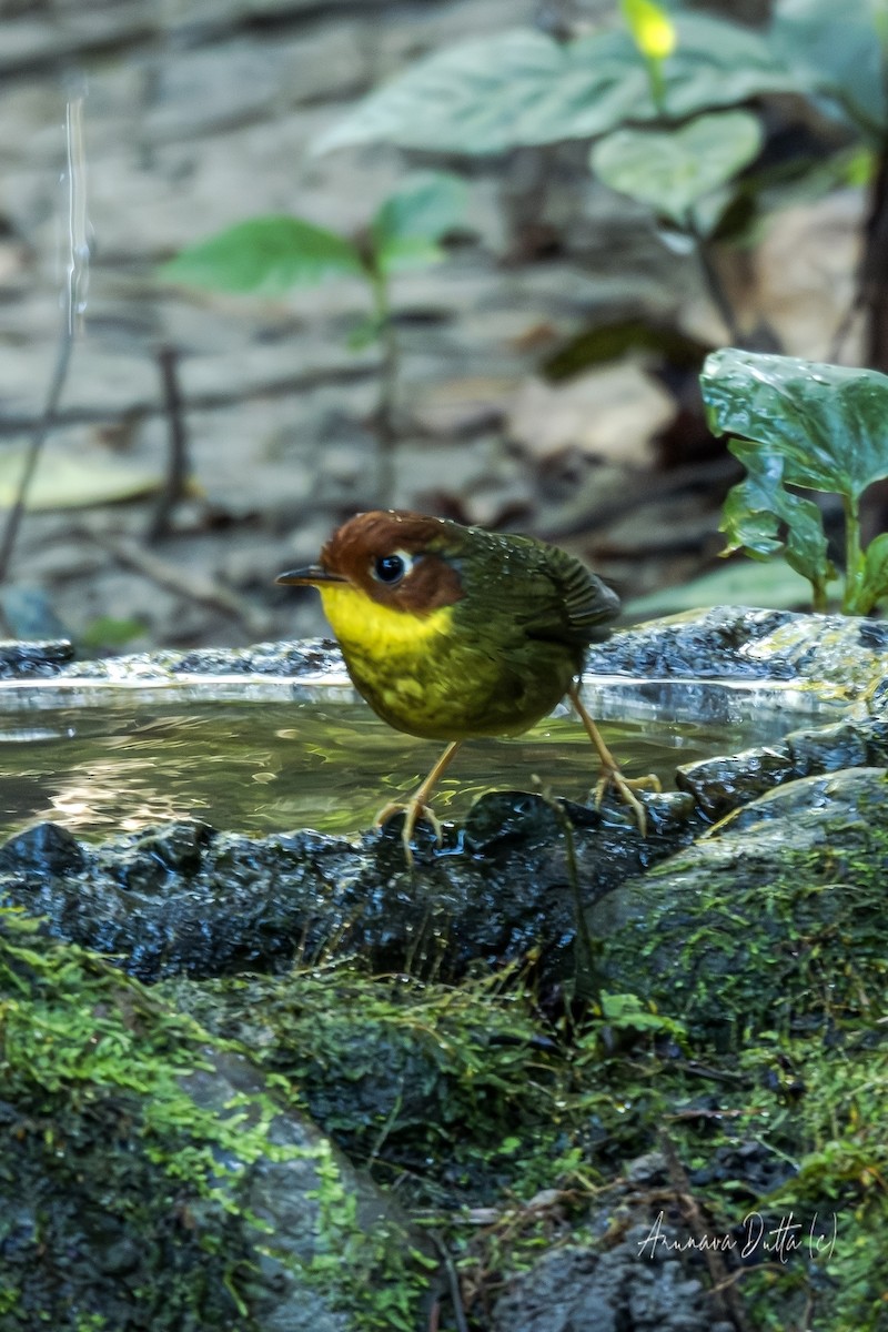 Chestnut-headed Tesia - ML646454996