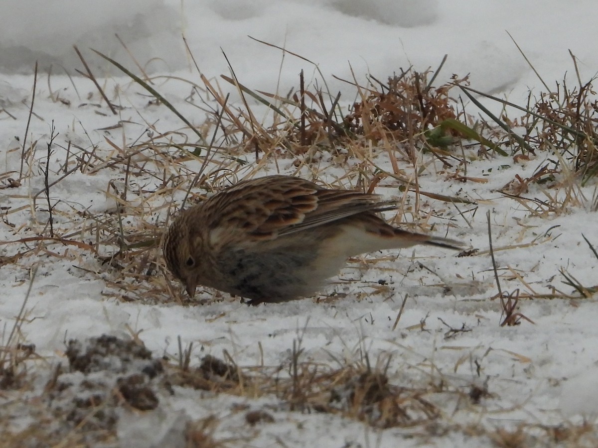 Chestnut-collared Longspur - ML646454997