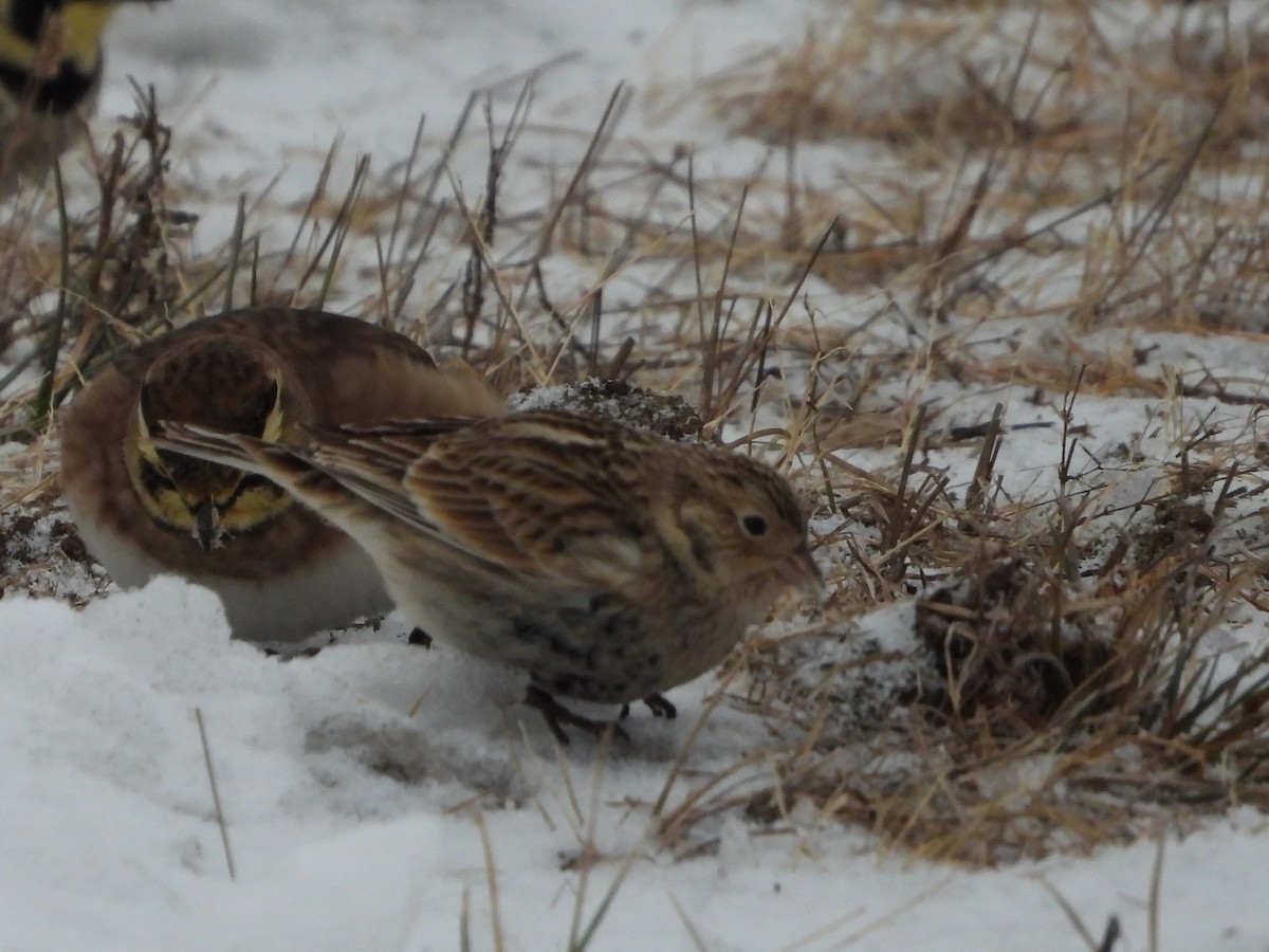 Chestnut-collared Longspur - ML646454998
