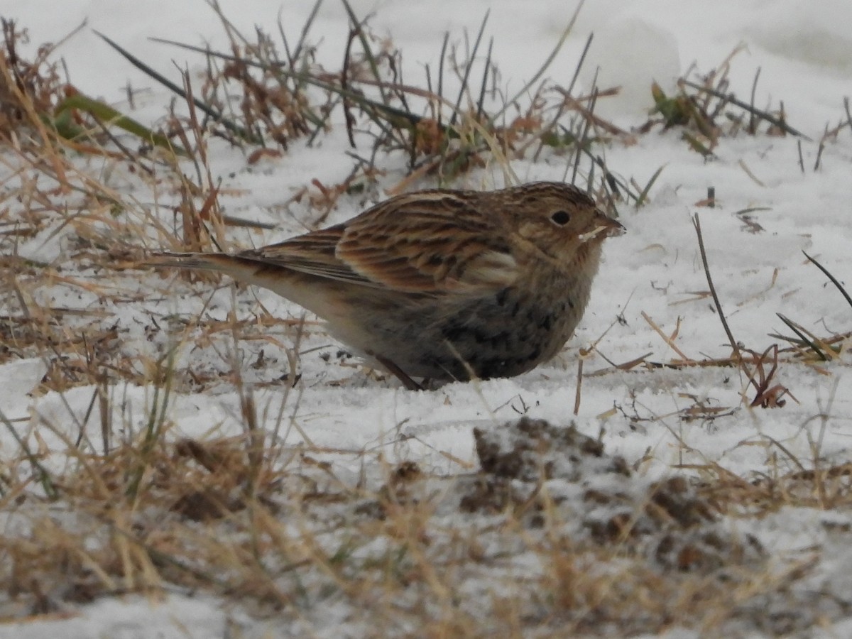 Chestnut-collared Longspur - ML646454999