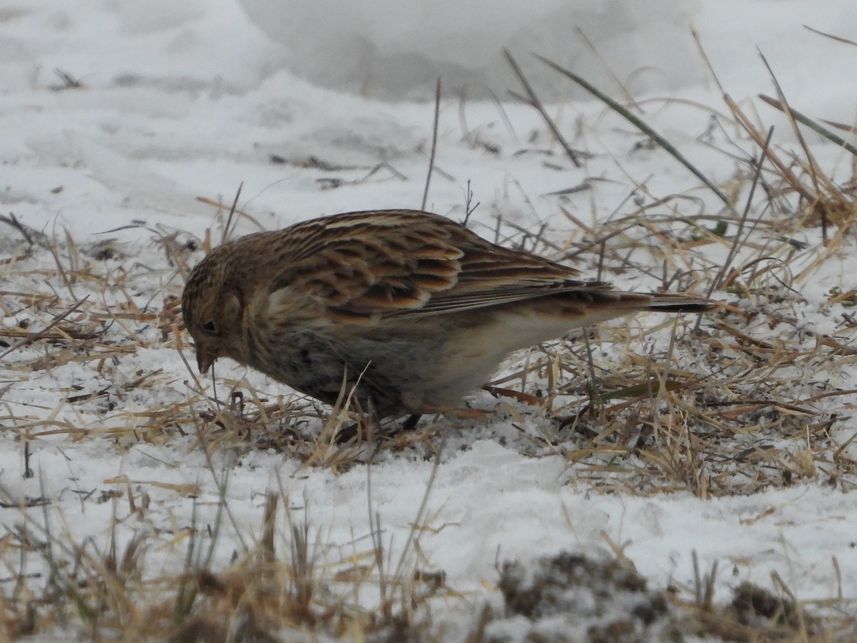 Chestnut-collared Longspur - ML646455000