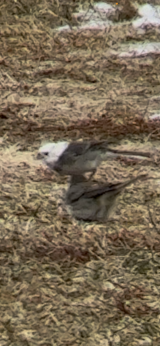 strnadec zimní - ML646455002