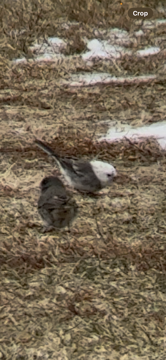 strnadec zimní - ML646455003