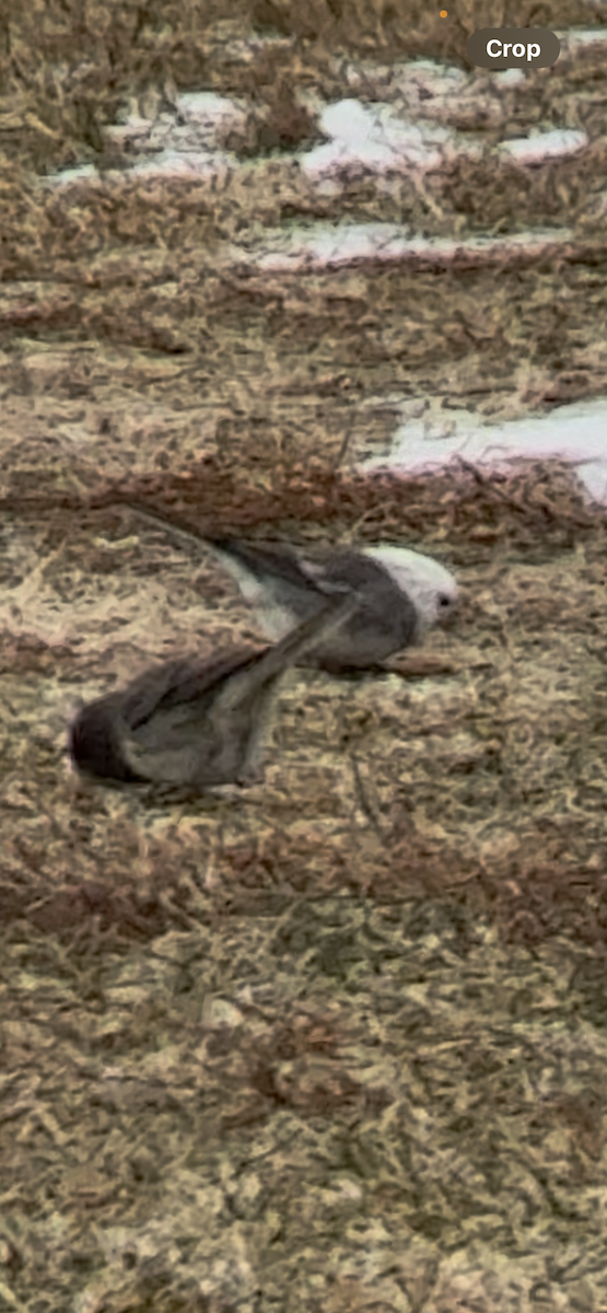 strnadec zimní - ML646455004