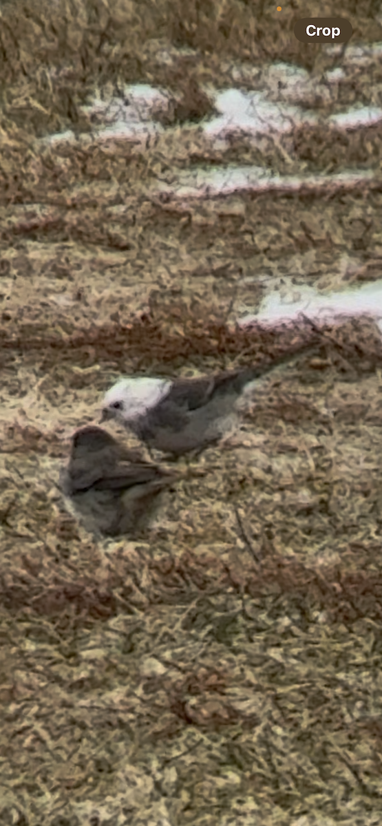 strnadec zimní - ML646455005