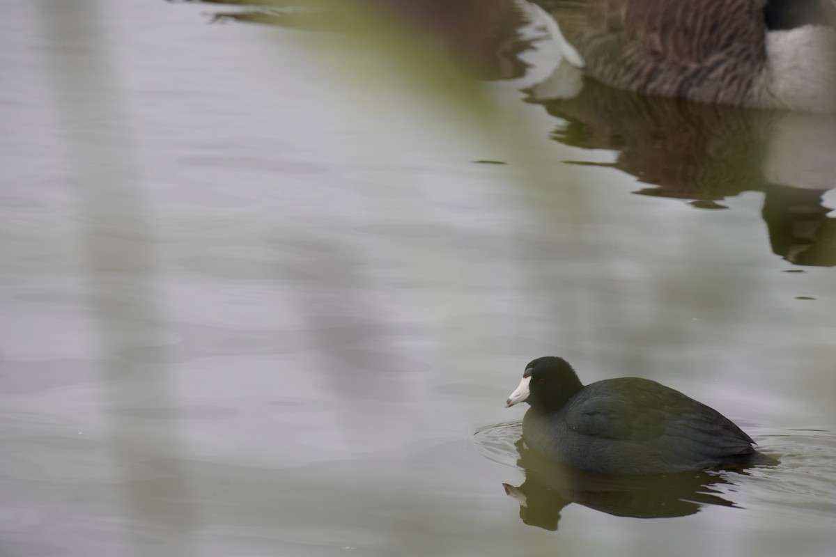American Coot - ML646455007