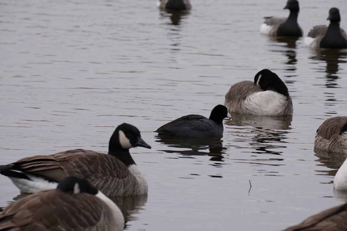 American Coot - ML646455008