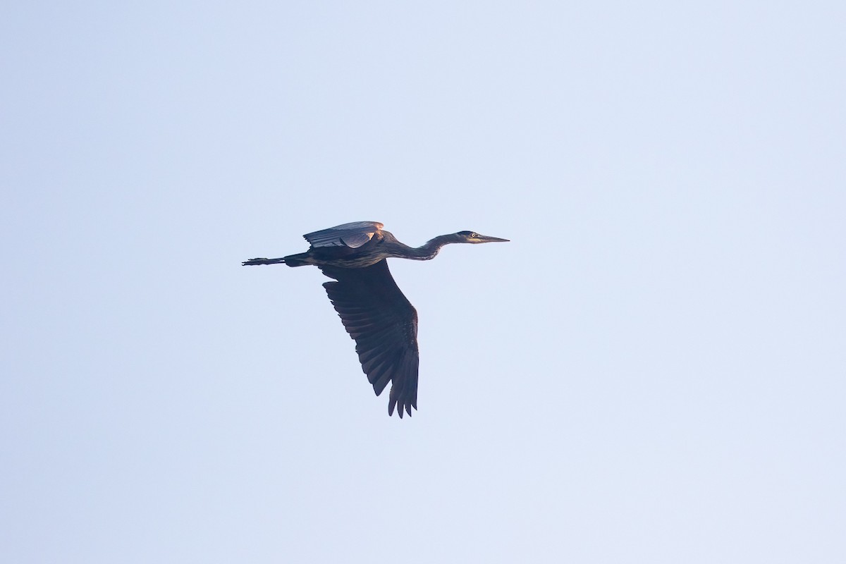 volavka velká - ML646455013