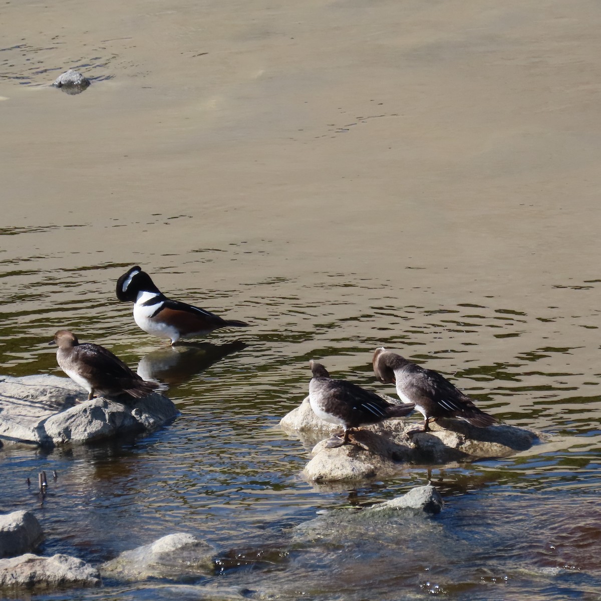 Hooded Merganser - ML646455017