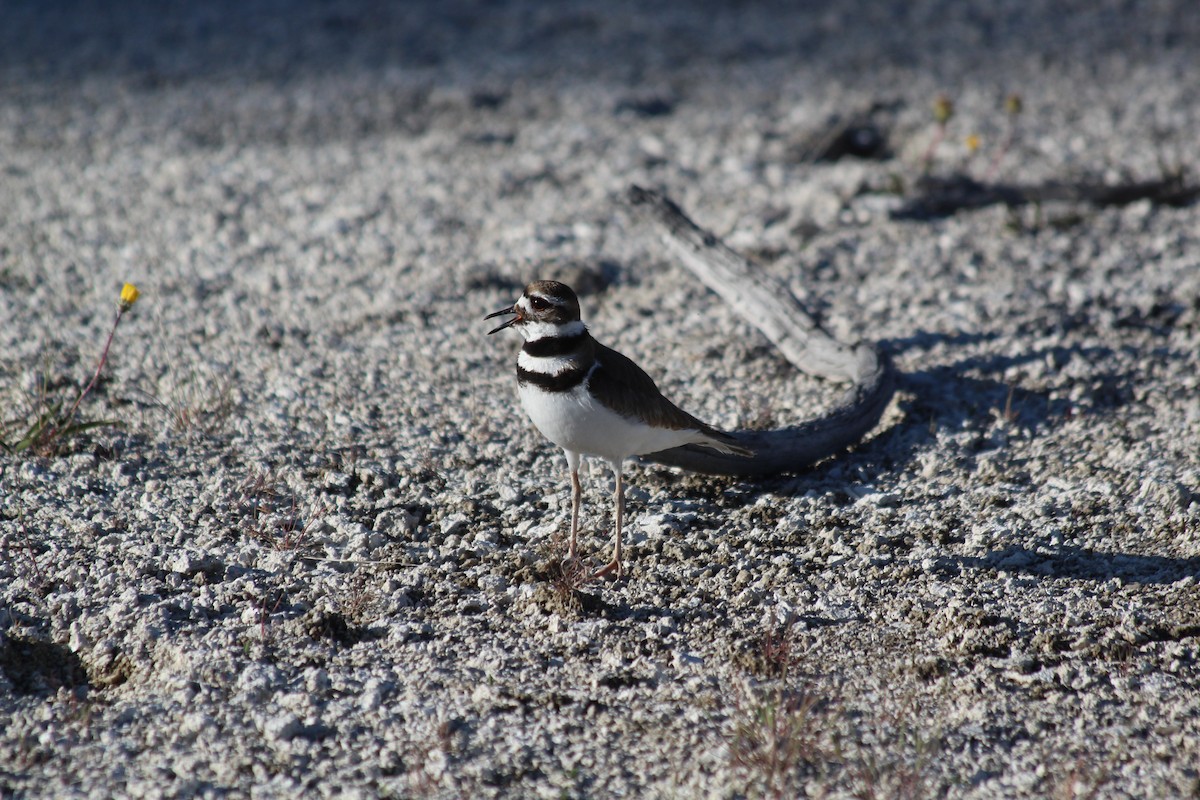 Killdeer - ML646455023