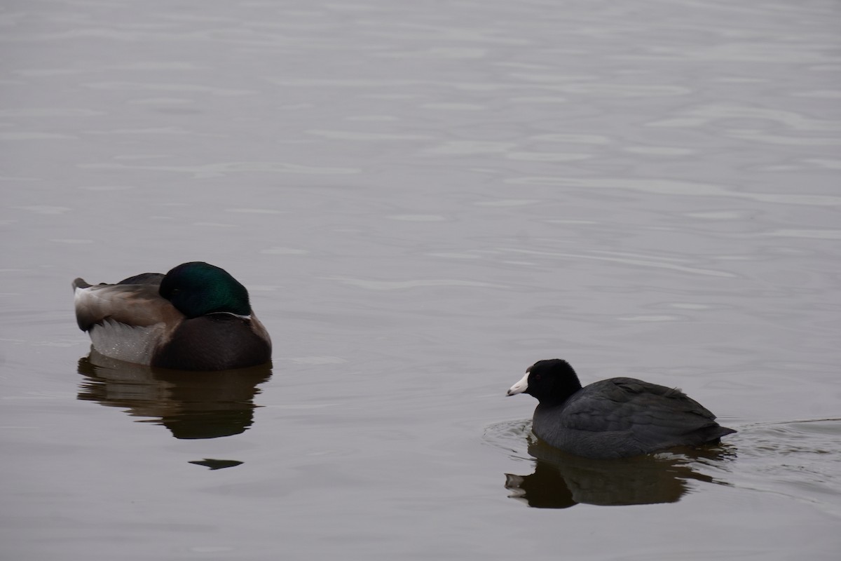 Mallard - ML646455024