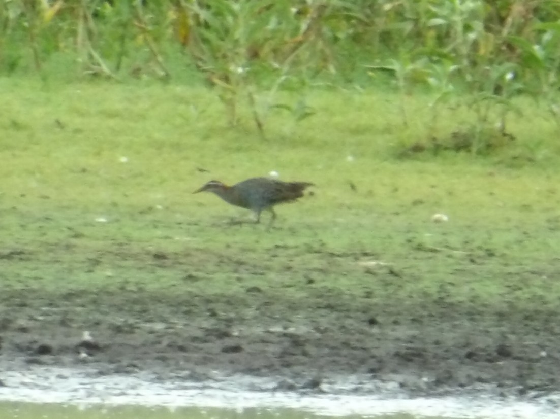 Buff-banded Rail - ML646455025