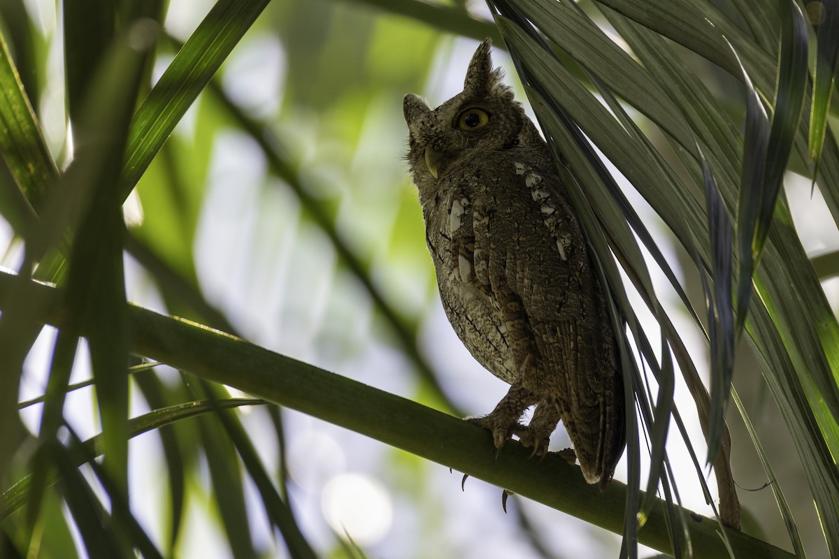 výreček pacifický - ML646455026