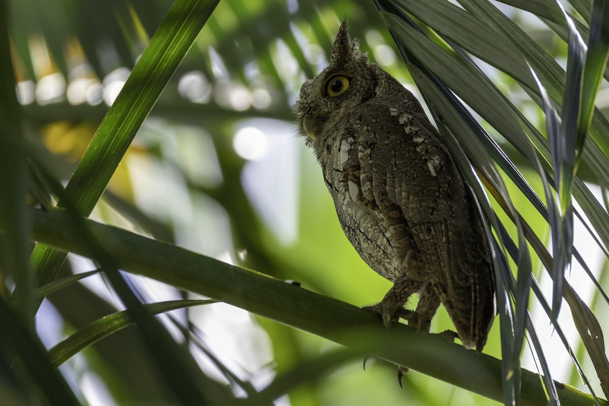 výreček pacifický - ML646455027