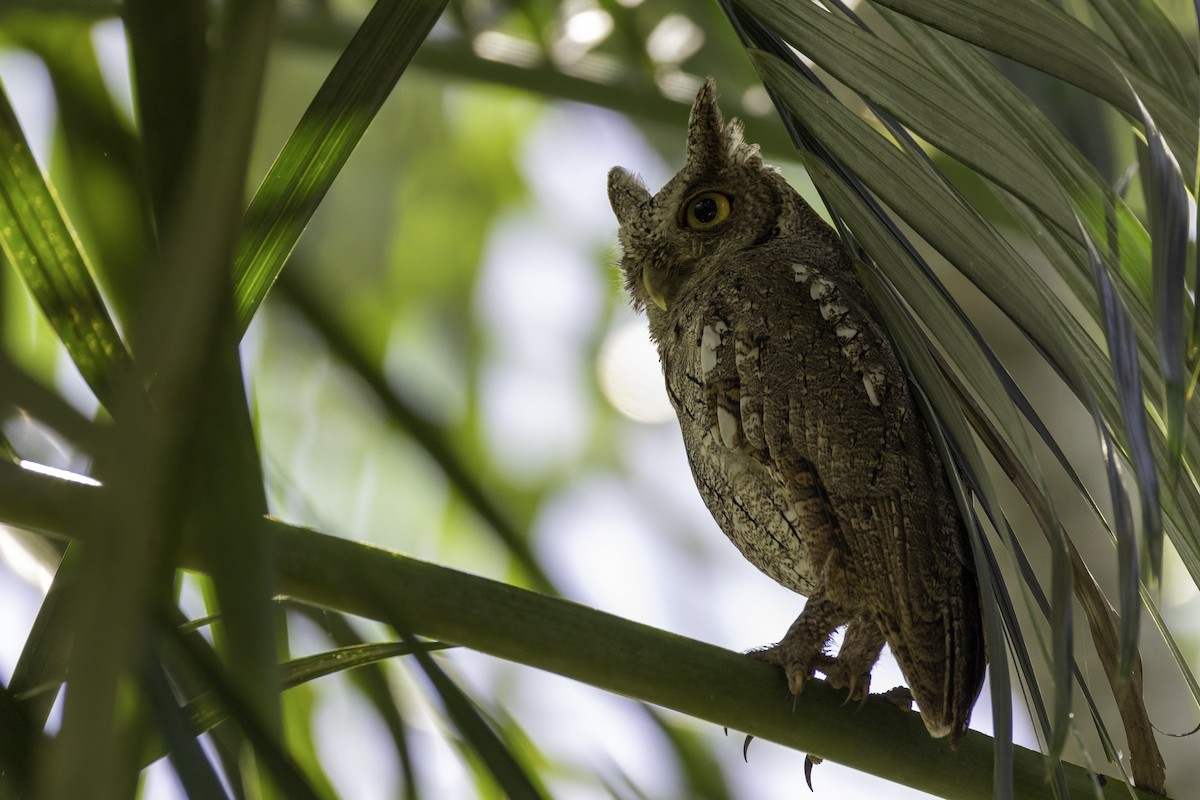 výreček pacifický - ML646455028