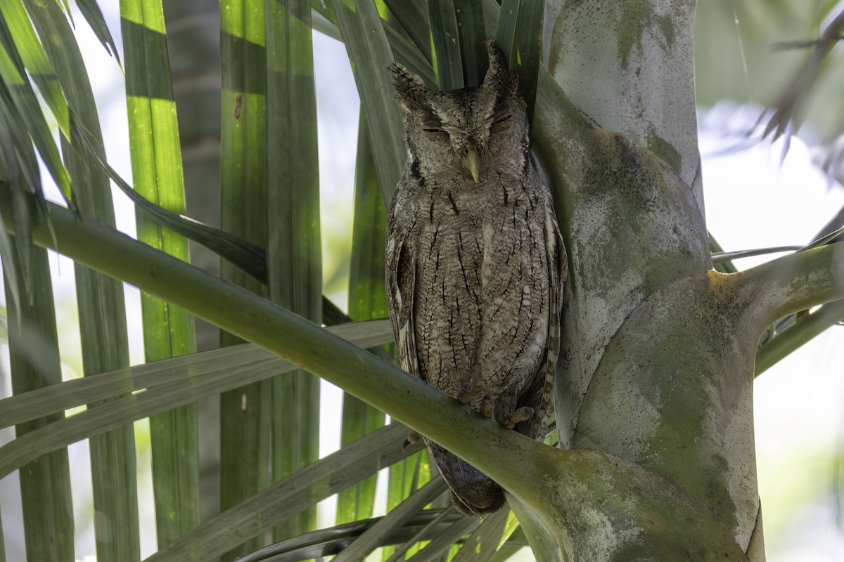 výreček pacifický - ML646455030